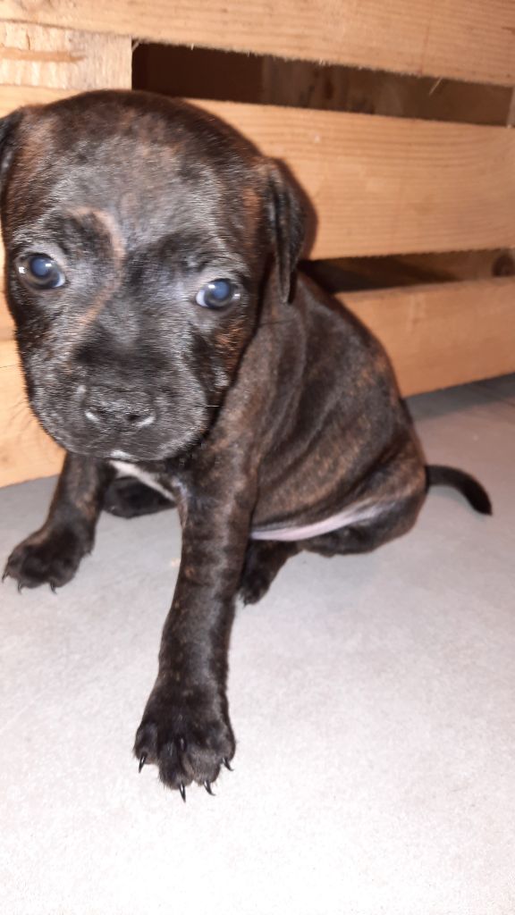 De La Ferme D'Olympe - Chiots disponibles - Staffordshire Bull Terrier